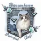 Purr-fect Day