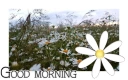GOOD MORNING, SEASONAL, SPRING, FLOWERS, GREETINGS