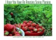 I Hope You Have An Amazing Spring Morning, Pixabay, Strawberries