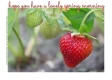 HAVE A LOVELY SPRING MORNING, STRAWBERRIES, SEASONAL
