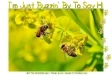 I'm Just Buzzin' By To Say Hi, BEES, SUMMER, HELLO