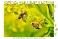 HOPE YOU HAVE A BUSY 'lil' MORNING, BEES, NATURE