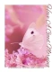 A GREAT MORNING, FLOWERS, BUTTERFLY, TEXT