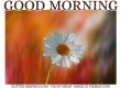GOOD MORNING, FLOWERS, TEXT, GREETINGS