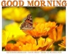 GOOD MORNING, FLOWERS, TEXT, GREETINGS