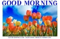 GOOD MORNING, TULIPS, GREETINGS, TEXT