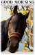 GOOD MORNING, HORSE, WINDOW, TEXT