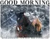 GOOD MORNING, SNOWING, GREETINGS, HORSE, TEXT