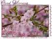 GOOD MORNING.. SPRING IS IN THE AIR, FLOWERS, TEXT