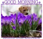 GOOD MORNING, CROCUS, PUPPY, TEXT