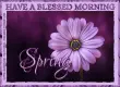 HAVE A BLESSED MORNING.. SPRING, FLOWER, PURPLE, TEXT