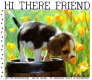 HI THERE FRIEND, ANIMALS, PUPPY, TEXT