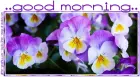 GOOD MORNING, FLOWERS, PANSIES, NATURE, TEXT