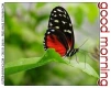 GOOD MORNING, ANIMALS, BUTTERFLY, TEXT