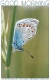 GOOD MORNING, BUTTERFLY, GREETINGS, TEXT