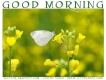 GOOD MORNING, ANIMALS, BUTTERFLY, TEXT