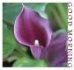 GOOD MORNING, CALLA LILY, FLOWERS, GREETINGS