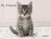 Kitten