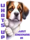 Cute Dog - What's up?