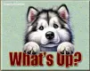 Husky pup - What's up?