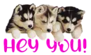 hey you