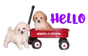 hello