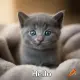 Grey Kitten 
