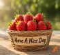 Have A Nice Day