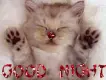 Good Night (cute kitten)