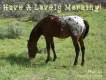 horse in the field