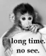 long time no see monkey