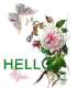 hello