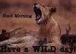 Good Morning