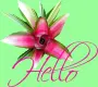 Hello