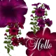 Hello