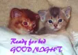 Good night