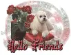 hi friend