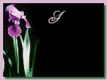 Have a beautiful day