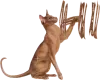 cat