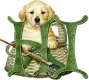 dog fishing