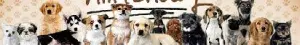 nintendogs
