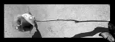 buTTrfLy--RoSE