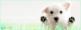 Cute puppy