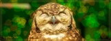 Owl smile