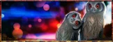 Owl love