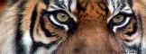 I see you....