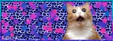 OMG itÂ´s a kittie