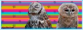 Owl love