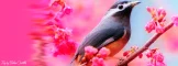 Fantasy Bird