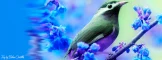 Fantasy Bird